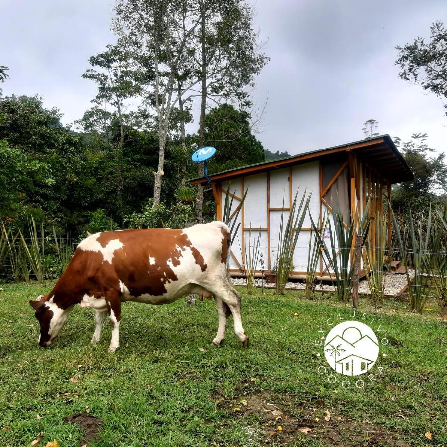 Exclusivo Cocora Con Jacuzzi Salento Quindio Villa Luaran gambar